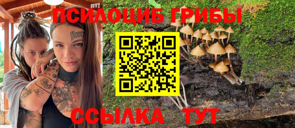 Галлюциногенные грибы Psilocybe Биробиджан